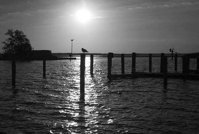 Seagull on Piling Saint George's Island
