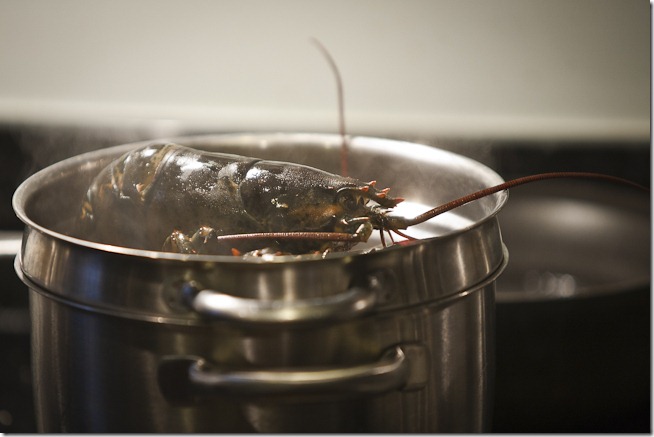 Lobsters in the Pot