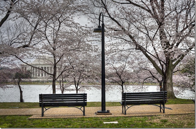 Cherry Blossoms on the Tidal Basin-1