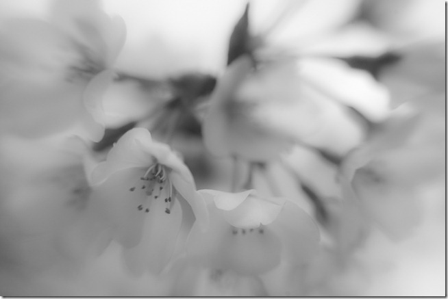 Cherry Blossoms - Lensbaby Macro Black and White