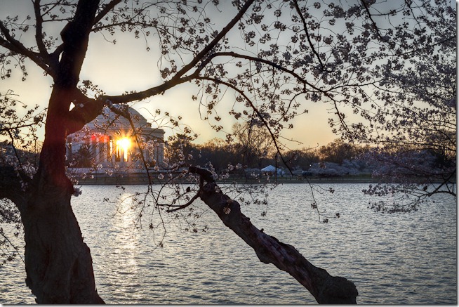 Cherry Blossoms with Sunrise through the Jefferson Memorial