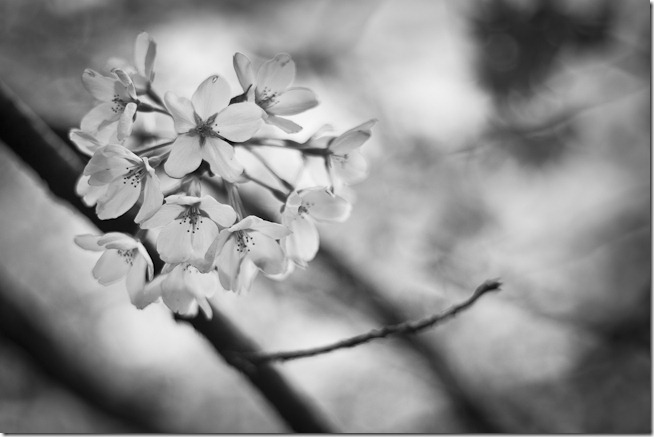 Cherry Blossoms Black and White-2
