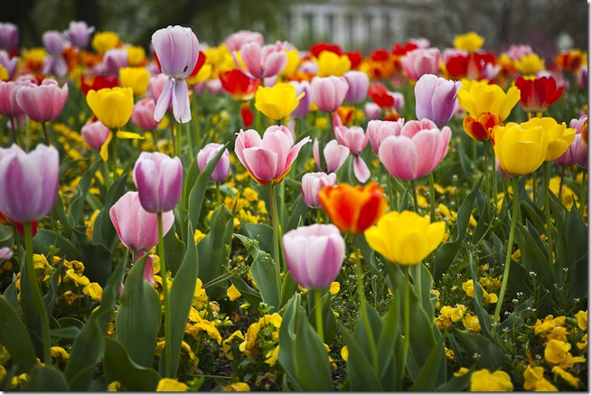 Spring Flowers at the U.S. Capitol Building