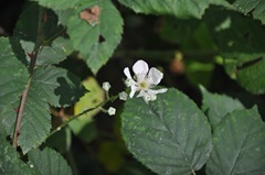 Campbell Valley Park 041 Himilayan Blackberry Rubus armeniacus Rosaceae