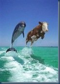 dolphin cow jump