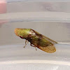 Wide-billed Leafhopper