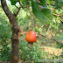 Cashew rules firm on tight supply