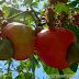 Cashew nut production in Mozambique higher than official figures
