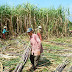 Sugar Drops as Thailand Expects Output Surge; Cocoa, Coffee Fall