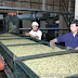 Coffee Climbs as Exports May Slow; Cocoa Falls; Sugar Advances