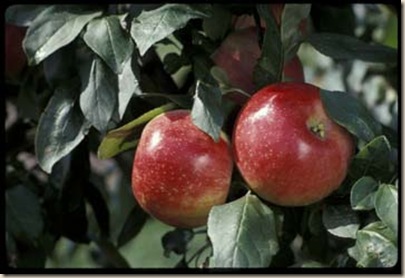 'Zestar!'  TM  apple developed by the University of Minnesota Agricultural Experiment Station. Released in 1998.  Ripens very early (second week of August in Minnesota, and stores well for an early variety.  Apple breeders Dave Bedford and Dr. Jim Luby.