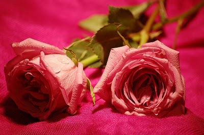 rosa1.jpg