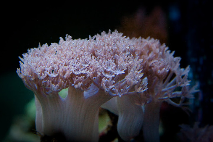 coral%204.jpg