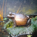 Frog/toad