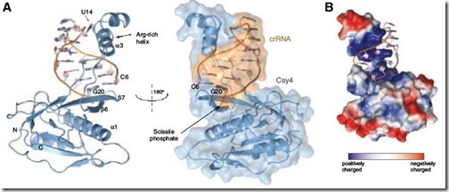 Cys4_RNA