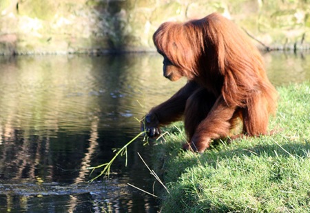 [orangutan-water-flickr-harrymoon[3].jpg]
