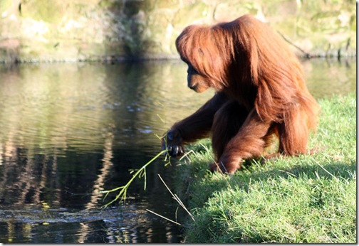 orangutan-water-flickr-harrymoon