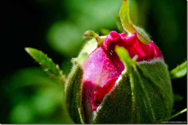 macro rose bud