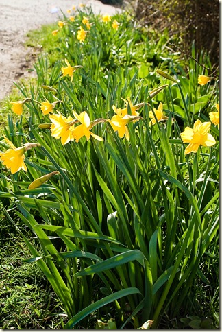 daffodils-1-5