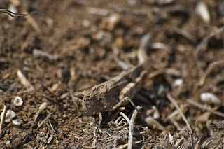 Camouflaged graygrasshopper