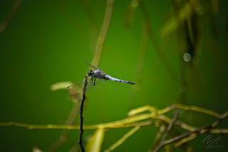Dragonfly (anisoptera)