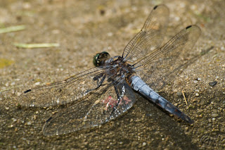 Dragonfly (anisoptera)