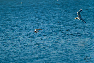 Black-headed Gull (Larus ridibundus) chasing a Common Tern (Sterna hirundo)
