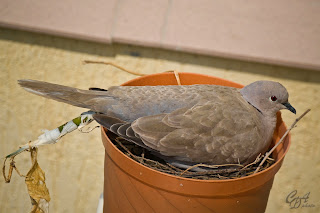 Collared Dove sitting on eggs and new born chicks