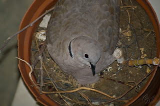Collared Dove sitting on eggs and new born chicks