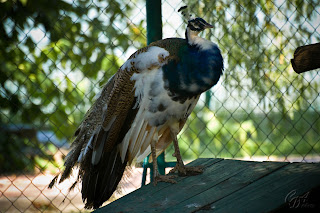 Indian Peafowl (Pavo cristatus), also known as the Common Peafowl or the Blue Peafowl