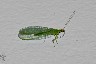 Green lacewing (Chrysopidae family) insect - less than 2cm in lengh