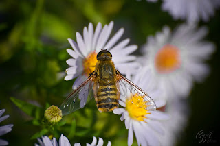 A bee-fly from Bombyliidae family, probably Villa genus.