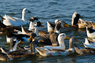Different colored domestic ducks on a lake