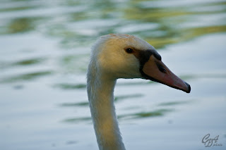 Mute Swan (Cygnus olor) head