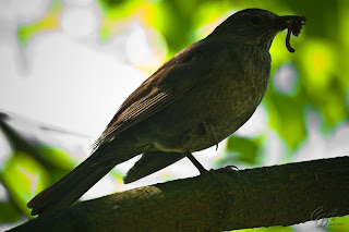 Female Common Blackbird (Turdus merula)