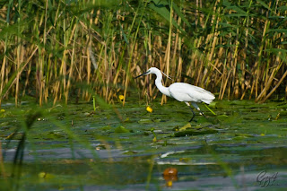Little Egret (Egretta garzetta) in the Delta Of Danube Natural Reservation.