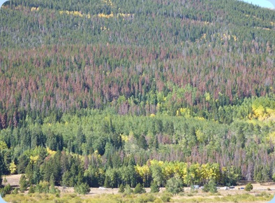 Rocky Mountain Trees Killed by Beetles