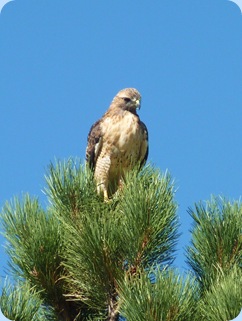 Estes Park Colorado Red Tail Hawk