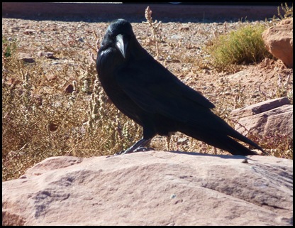 Canyonlands Nat'l Park Raven