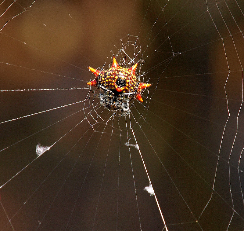 Spider Webs in the Wetlands | DPReview Forums