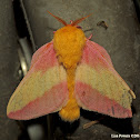 Rosy Maple Moth