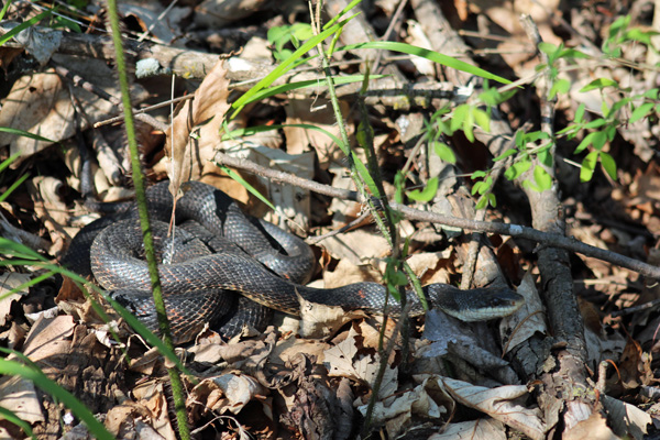 Texas Rat Snake (Black Rat)