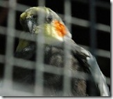 caged-bird
