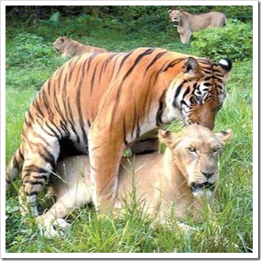 interspecies tiger-lion sex