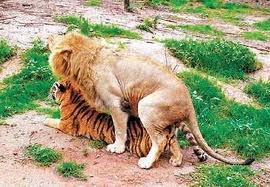 [interspecies lion tiger sex[6].jpg]