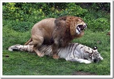 interspecies lion white tiger sex