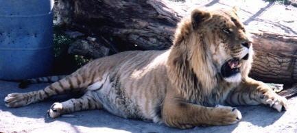 [liger lion tiger[4].jpg]