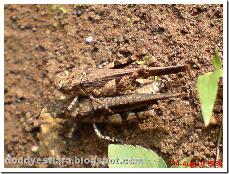 brown grasshopper mating 03