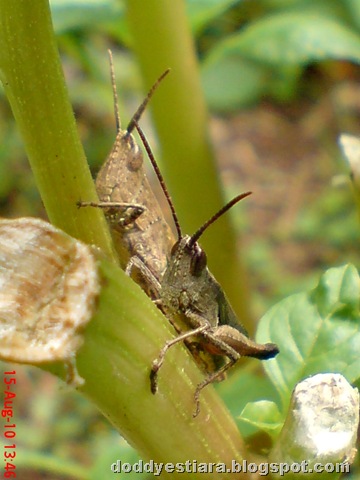 [two brown grasshopper 02[8].jpg]
