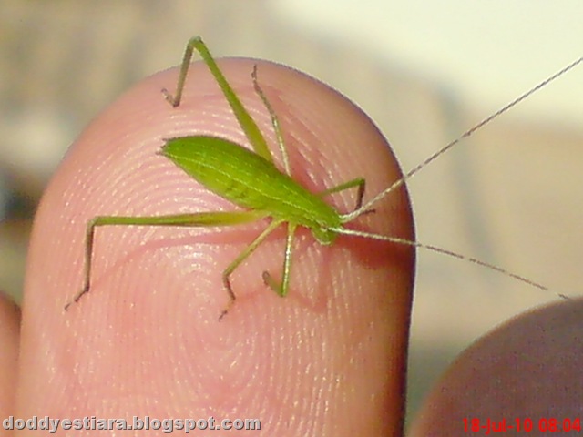[small green grasshopper 08[9].jpg]